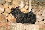 SCOTTISH TERRIER 134